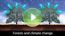 Lesy a klimatická změna: optimální řešení